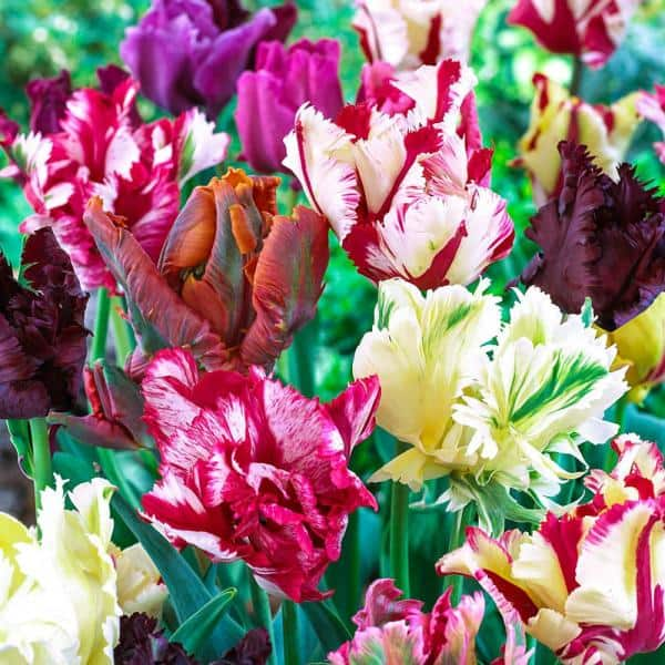 Detail Rainbow Parrot Tulip Bulbs Nomer 34