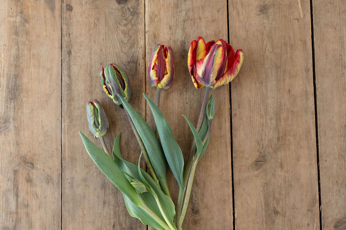 Detail Rainbow Parrot Tulip Bulbs Nomer 35