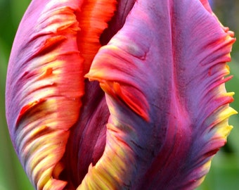 Detail Rainbow Parrot Tulip Bulbs Nomer 36