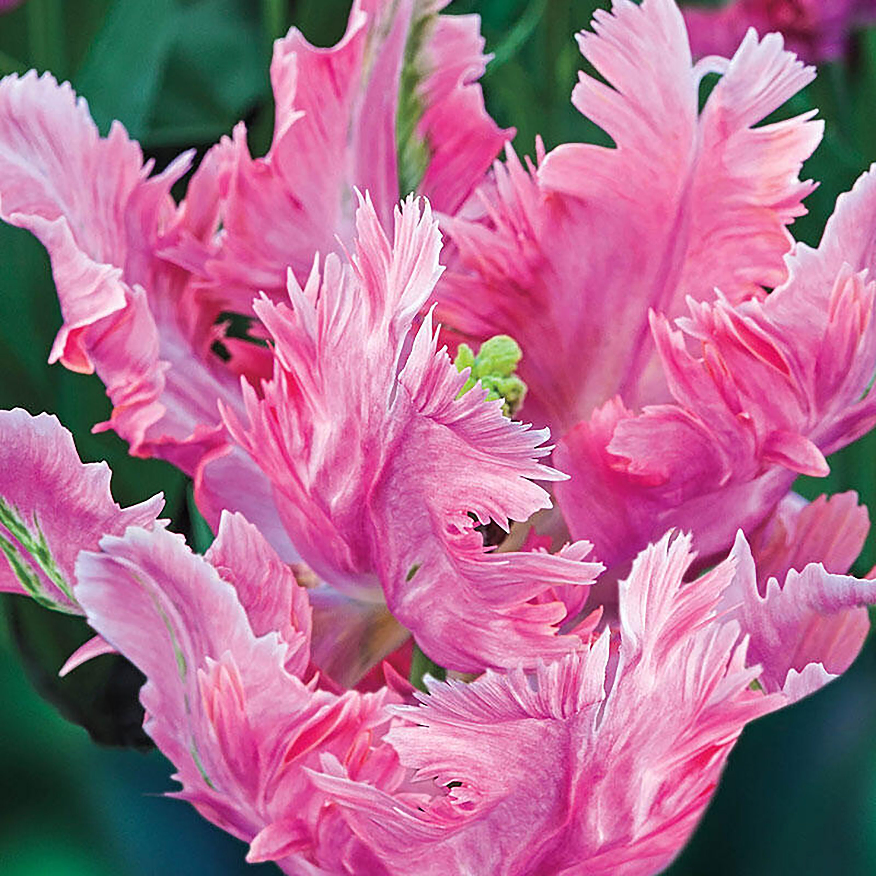 Detail Rainbow Parrot Tulip Bulbs Nomer 39