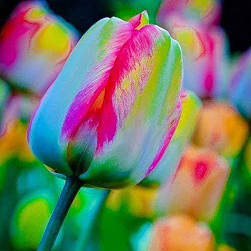 Detail Rainbow Parrot Tulip Bulbs Nomer 42