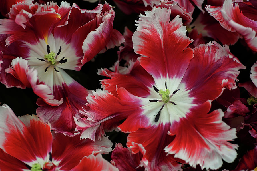 Detail Rainbow Parrot Tulip Bulbs Nomer 43