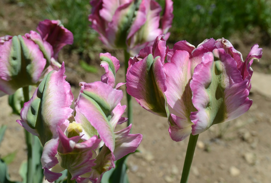 Detail Rainbow Parrot Tulip Bulbs Nomer 45