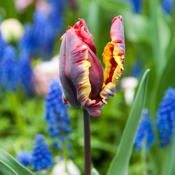 Detail Rainbow Parrot Tulip Bulbs Nomer 46