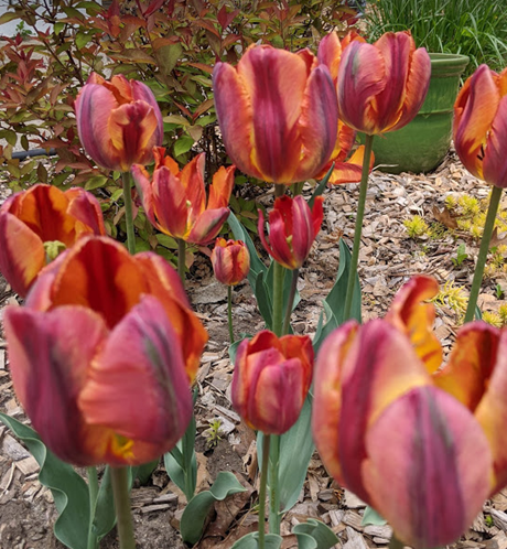 Detail Rainbow Parrot Tulip Bulbs Nomer 47