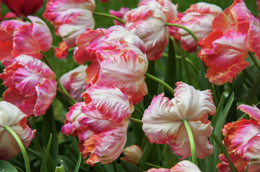 Detail Rainbow Parrot Tulip Bulbs Nomer 48