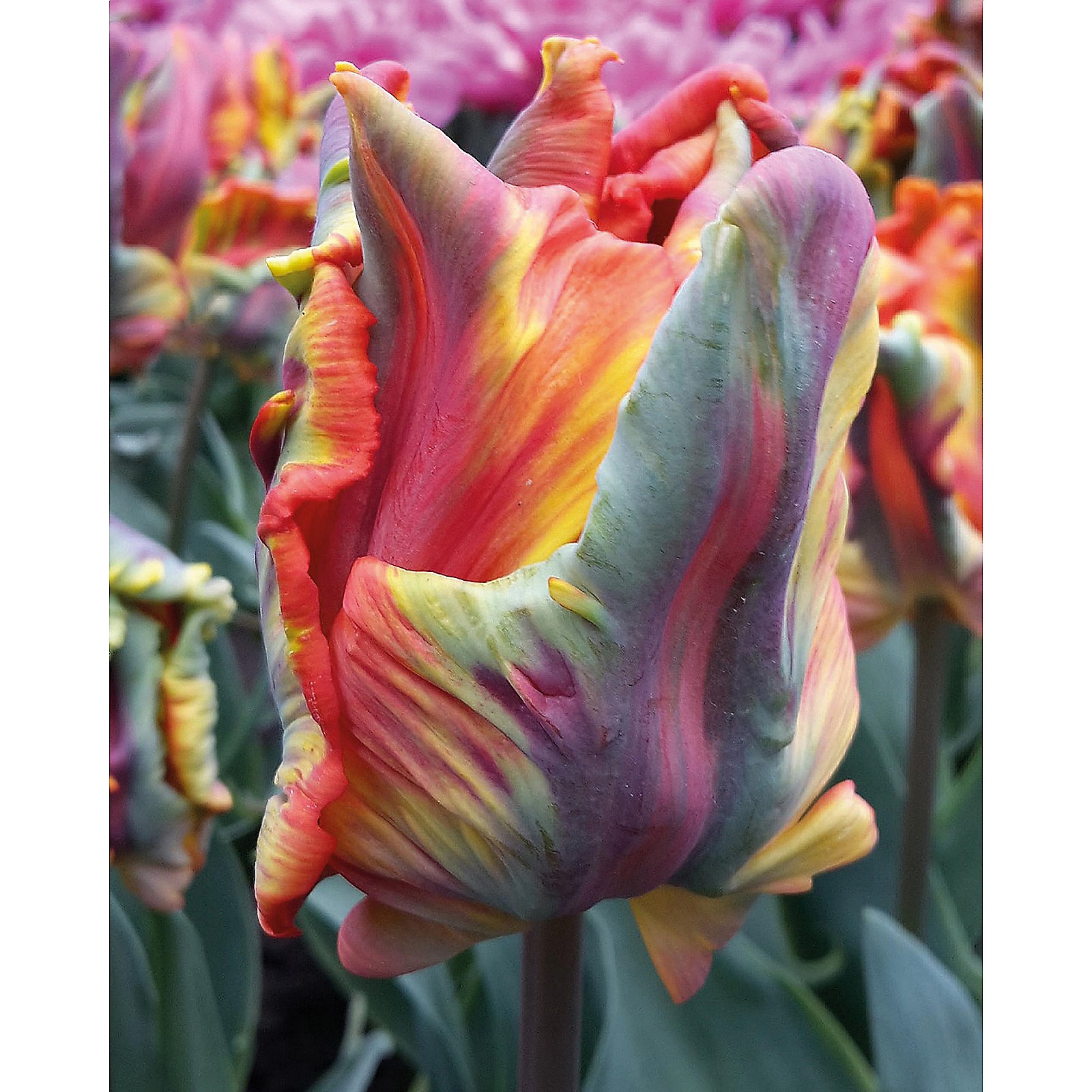 Detail Rainbow Parrot Tulip Bulbs Nomer 49