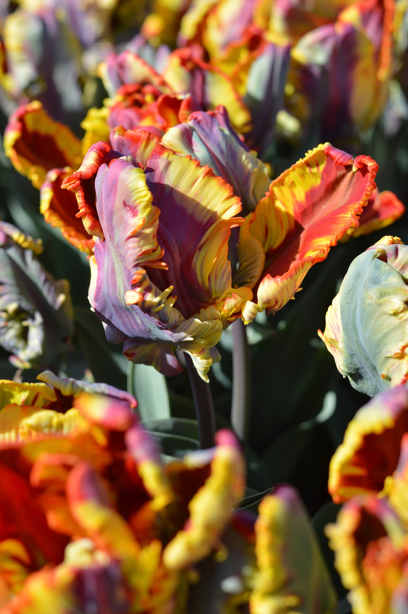 Detail Rainbow Parrot Tulip Bulbs Nomer 4