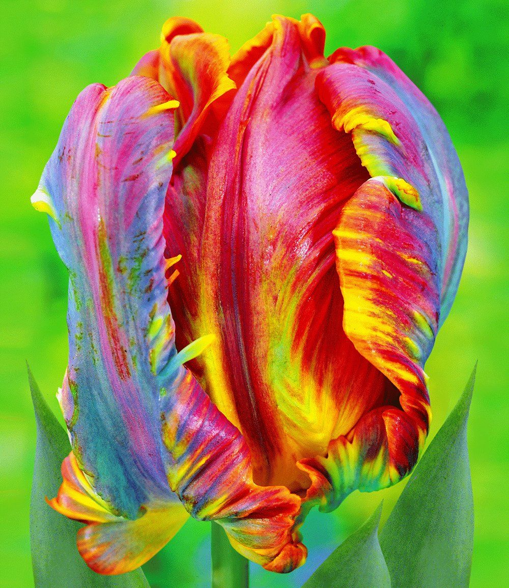 Detail Rainbow Parrot Tulip Bulbs Nomer 6