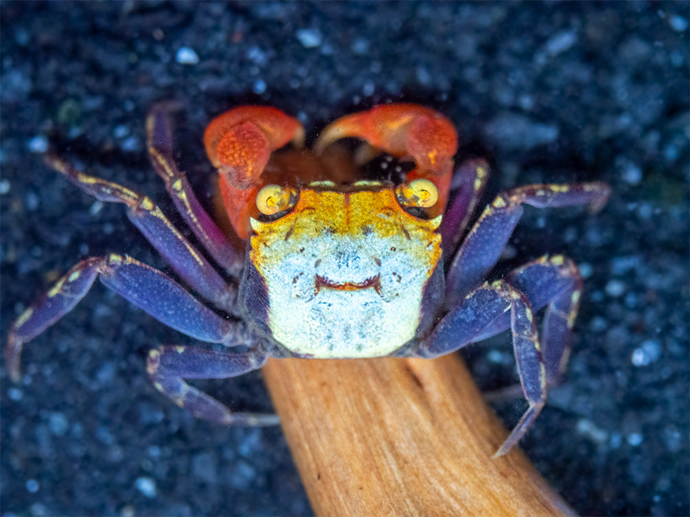 Detail Rainbow Vampire Crab Nomer 2