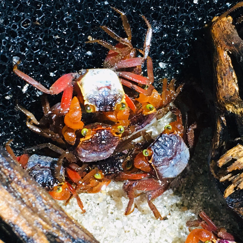 Detail Rainbow Vampire Crab Nomer 12