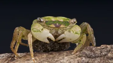Detail Rainbow Vampire Crab Nomer 46