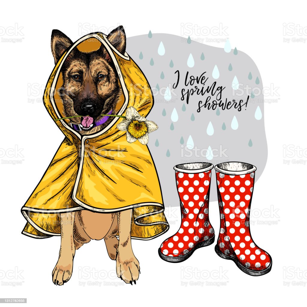 Detail Raincoat For German Shepherd Dogs Nomer 11