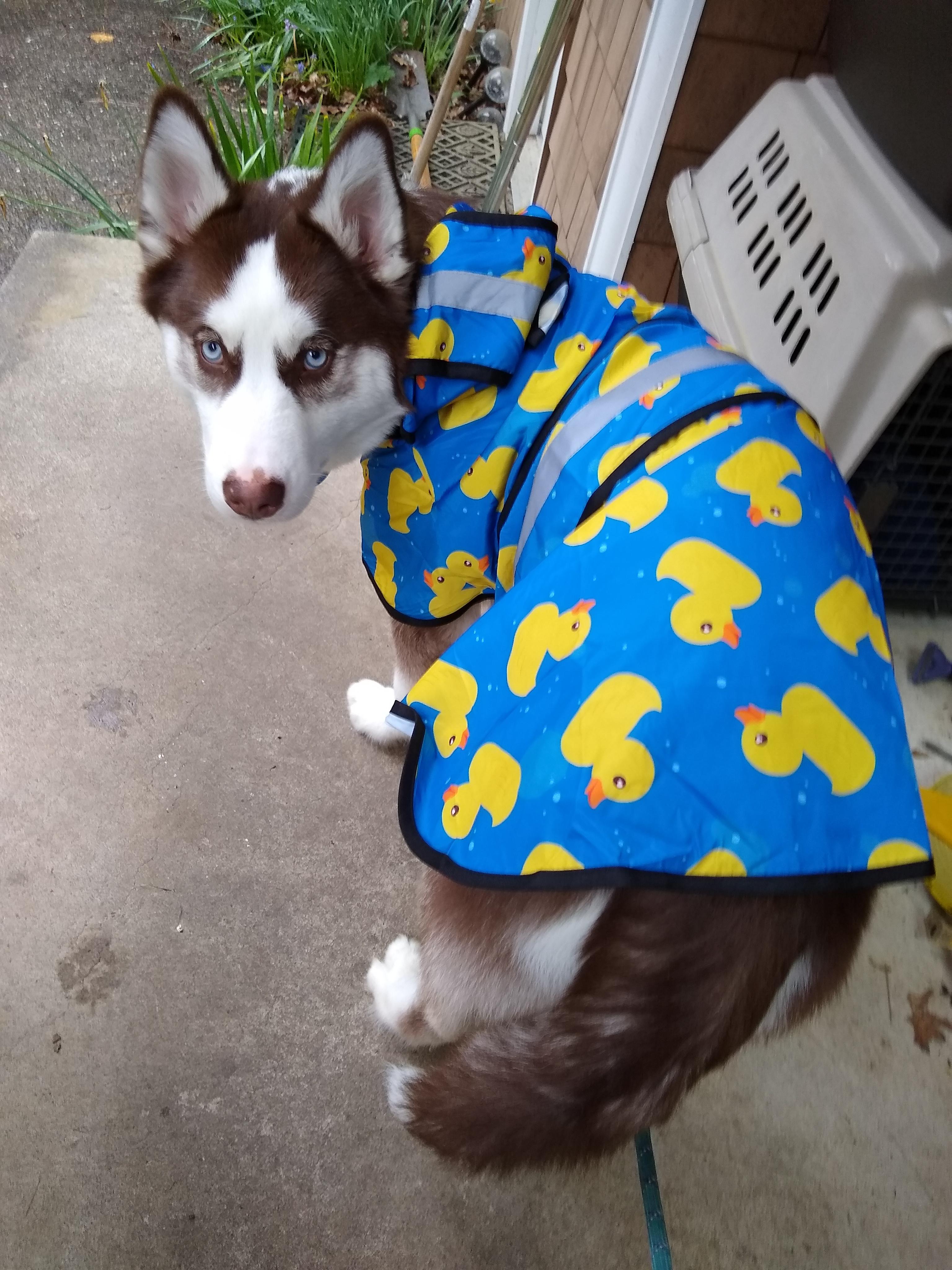 Raincoat For Husky - KibrisPDR