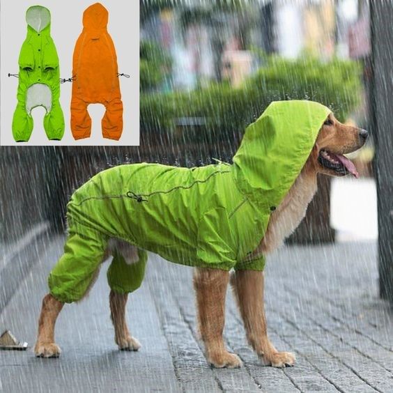 Detail Raincoat For Labrador Nomer 40