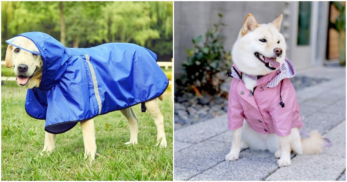 Detail Raincoat For Labrador Nomer 41