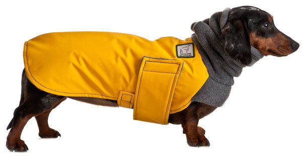 Detail Raincoat For Miniature Dachshund Nomer 17