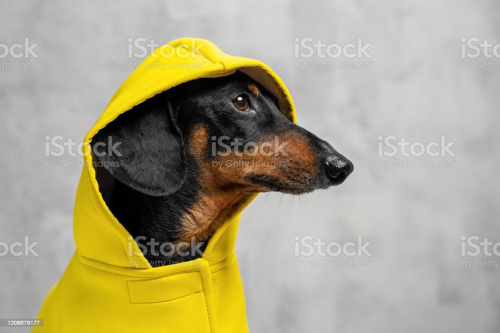 Detail Raincoat For Miniature Dachshund Nomer 19