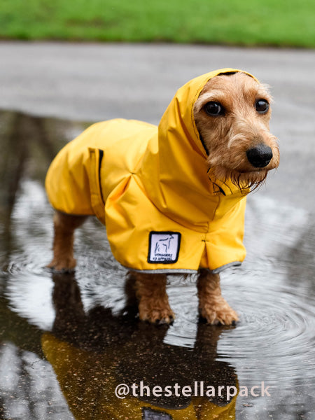 Detail Raincoat For Miniature Dachshund Nomer 41