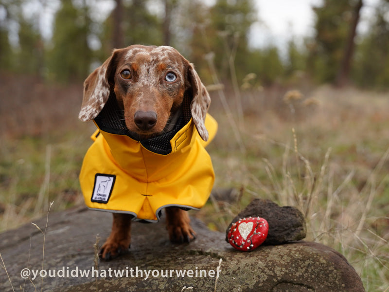 Detail Raincoat For Miniature Dachshund Nomer 42