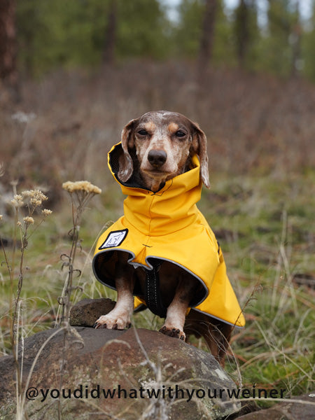 Detail Raincoat For Miniature Dachshund Nomer 49