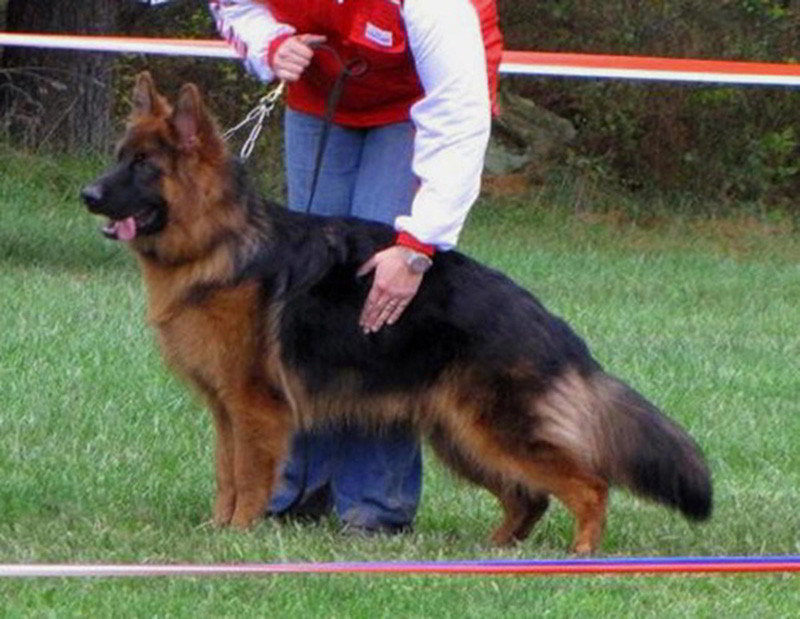 Detail Raincoats For German Shepherd Dogs Nomer 16
