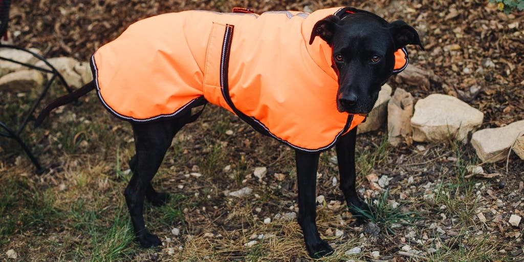 Detail Raincoats For Labradors Nomer 17