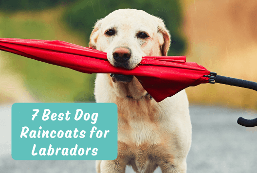 Detail Raincoats For Labradors Nomer 19