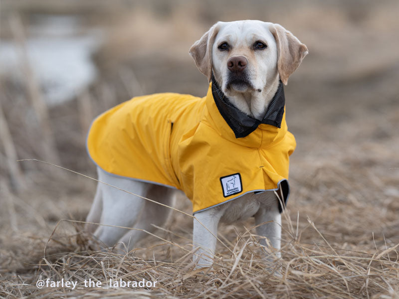 Detail Raincoats For Labradors Nomer 22