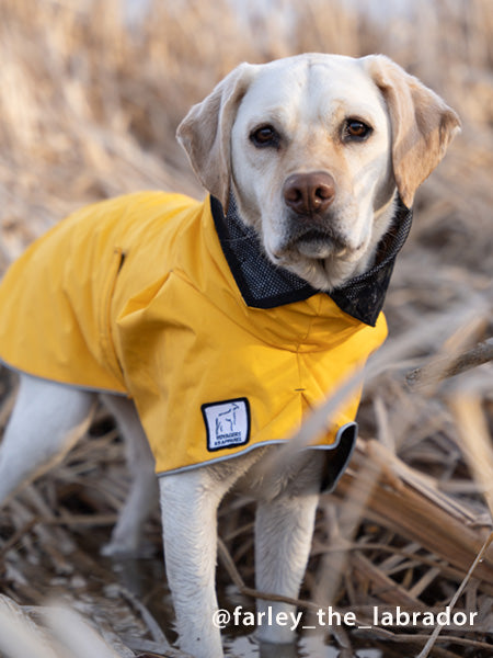 Detail Raincoats For Labradors Nomer 26