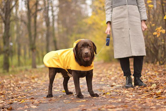 Detail Raincoats For Labradors Nomer 27