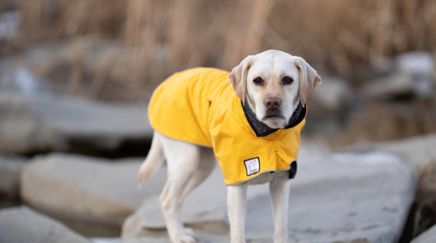 Detail Raincoats For Labradors Nomer 29