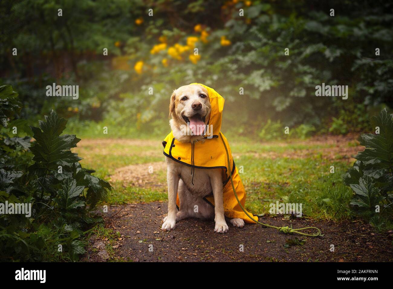 Detail Raincoats For Labradors Nomer 32