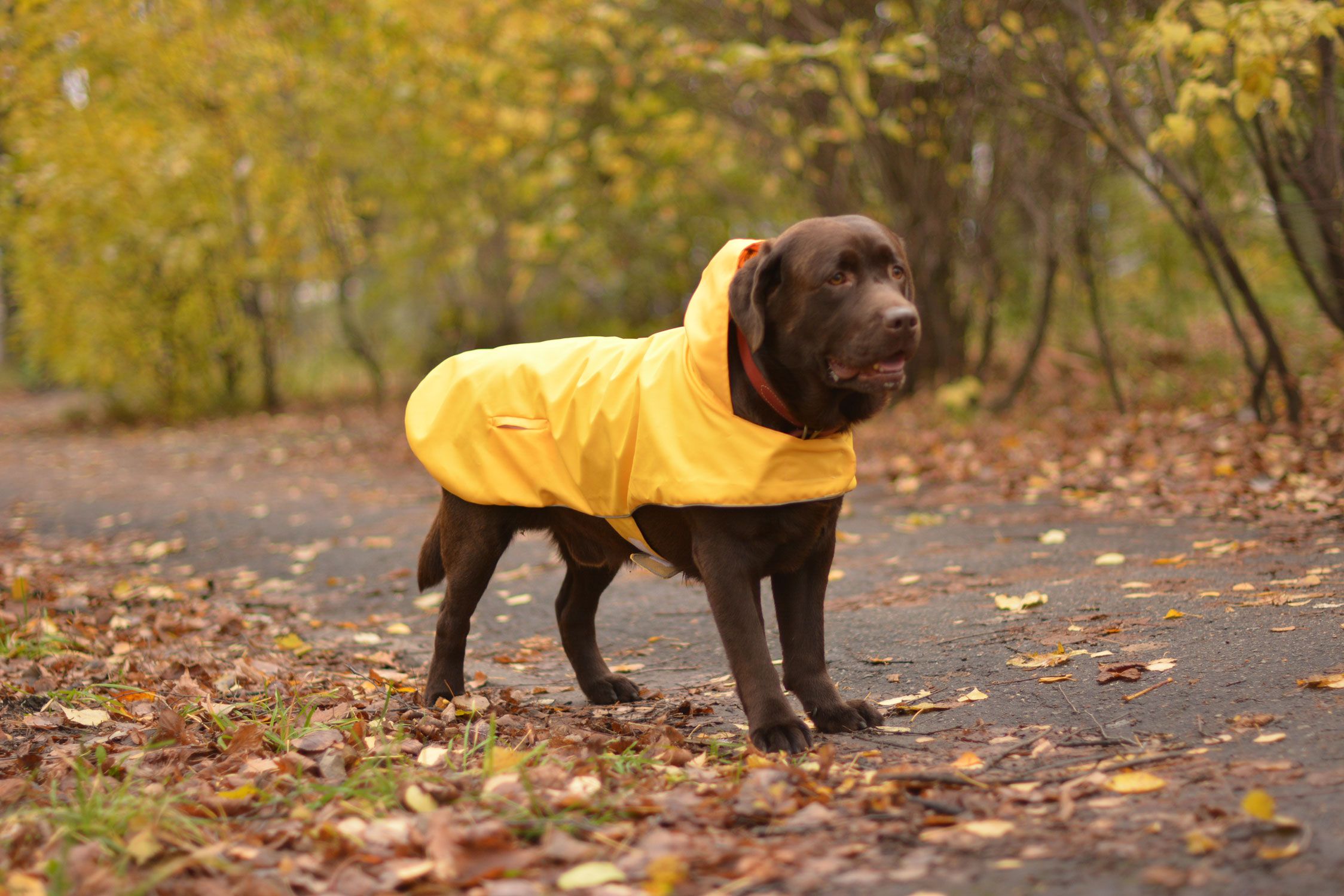 Detail Raincoats For Labradors Nomer 38