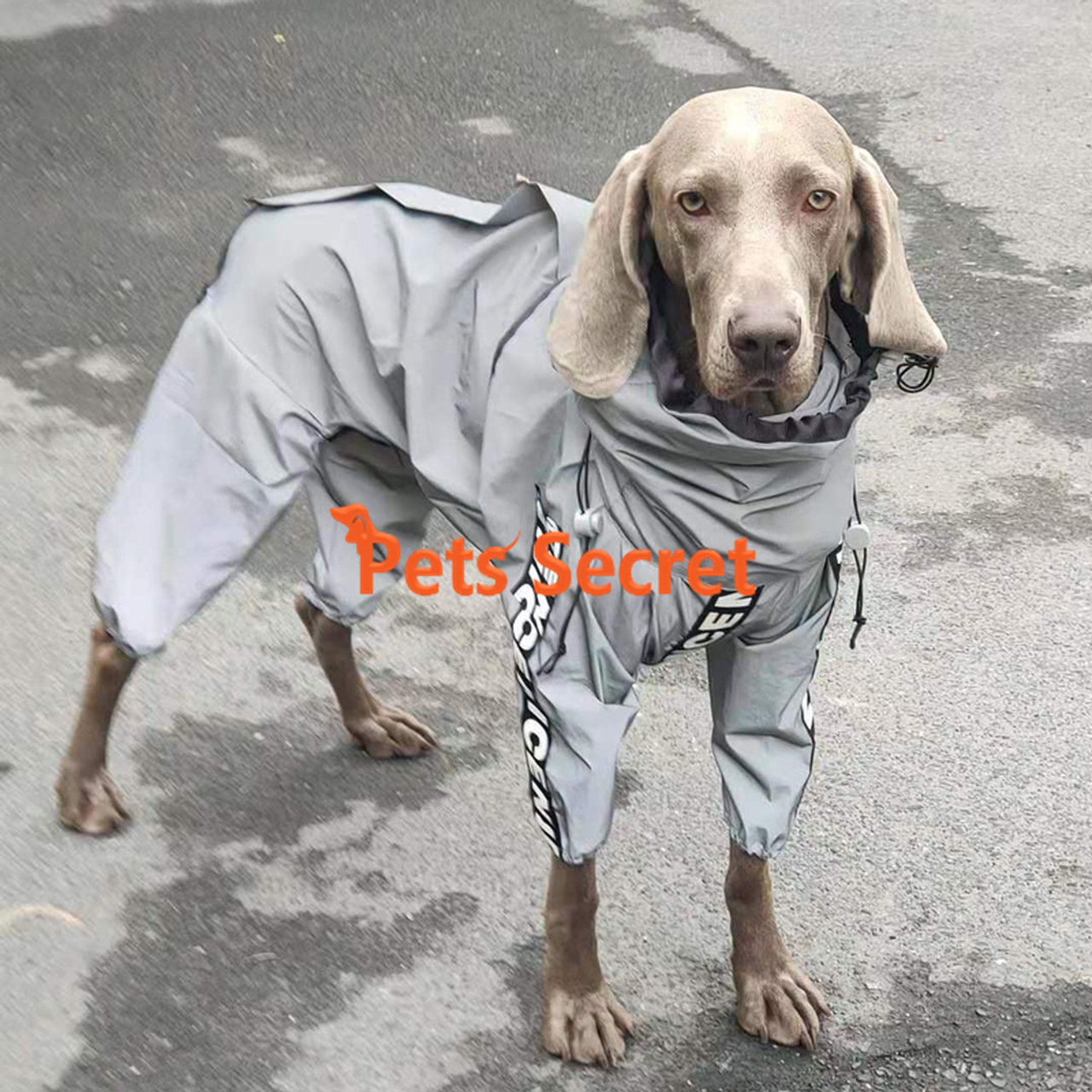 Detail Raincoats For Labradors Nomer 43
