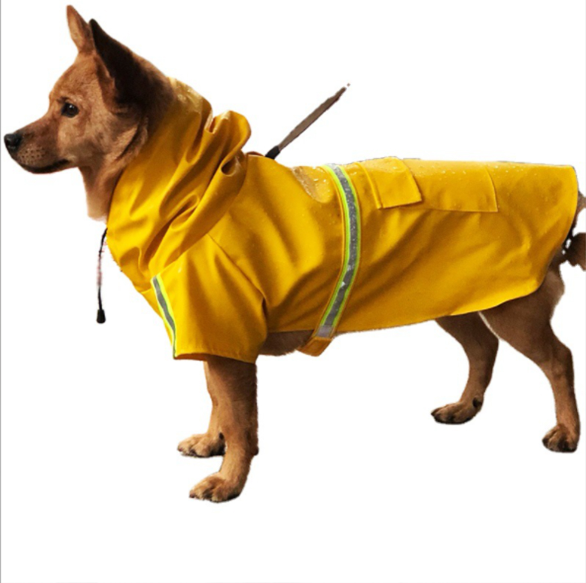 Detail Raincoats For Labradors Nomer 51