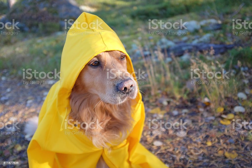 Detail Raincoats For Labradors Nomer 53