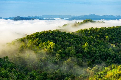 Detail Rainforest Wallpaper Hd Nomer 33