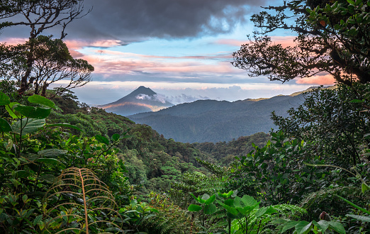 Detail Rainforest Wallpaper Hd Nomer 37