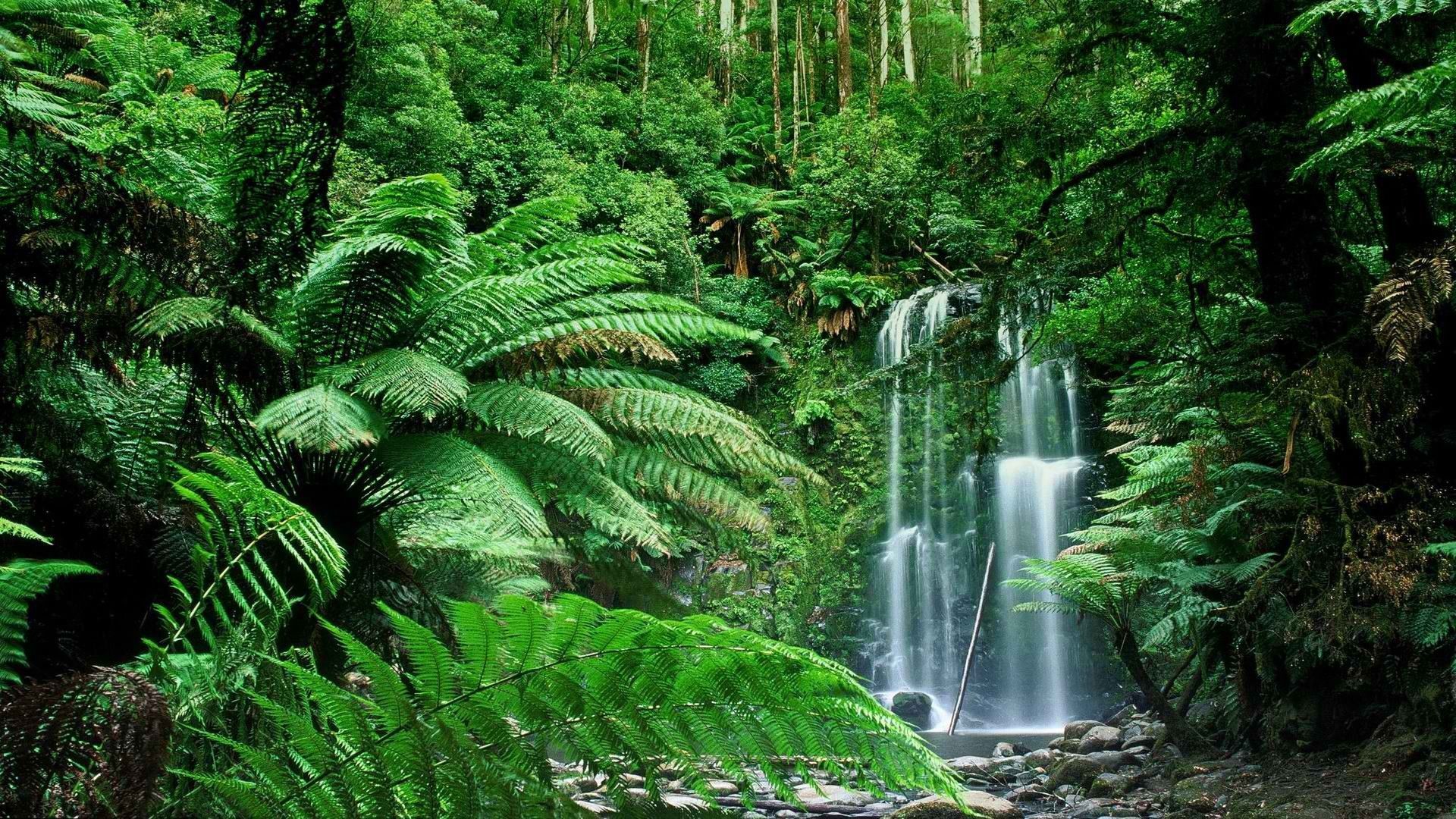 Detail Rainforest Wallpaper Hd Nomer 38