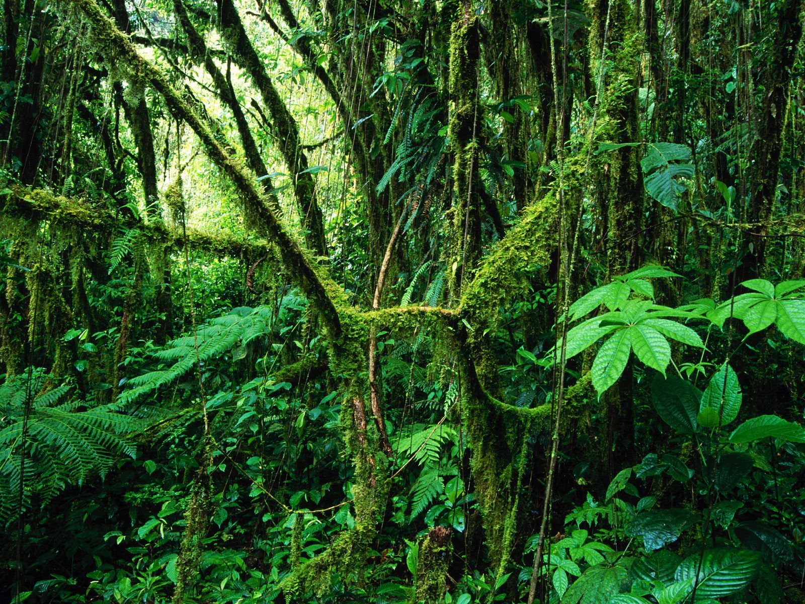 Detail Rainforest Wallpaper Hd Nomer 45