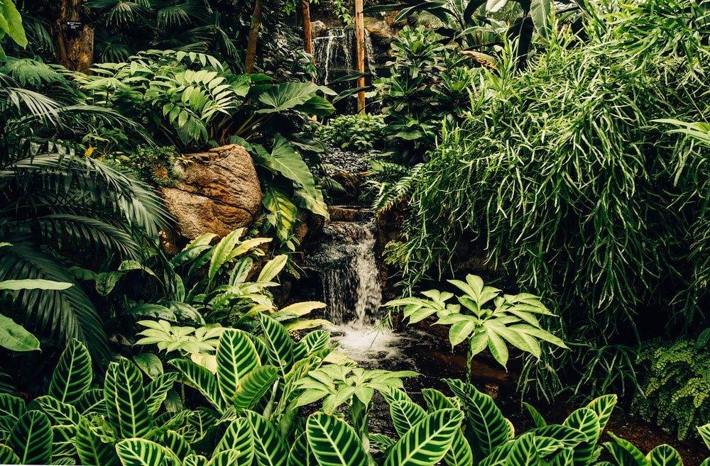 Detail Rainforest Wallpaper Hd Nomer 6