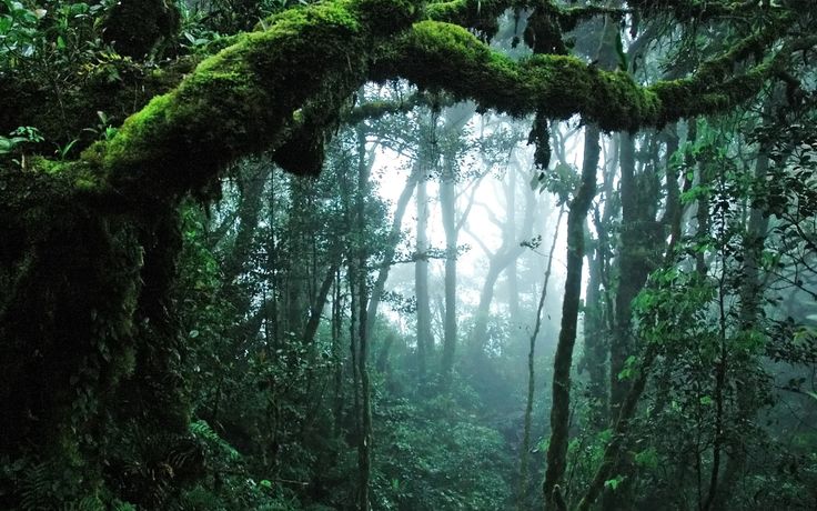 Detail Rainforest Wallpaper Hd Nomer 51