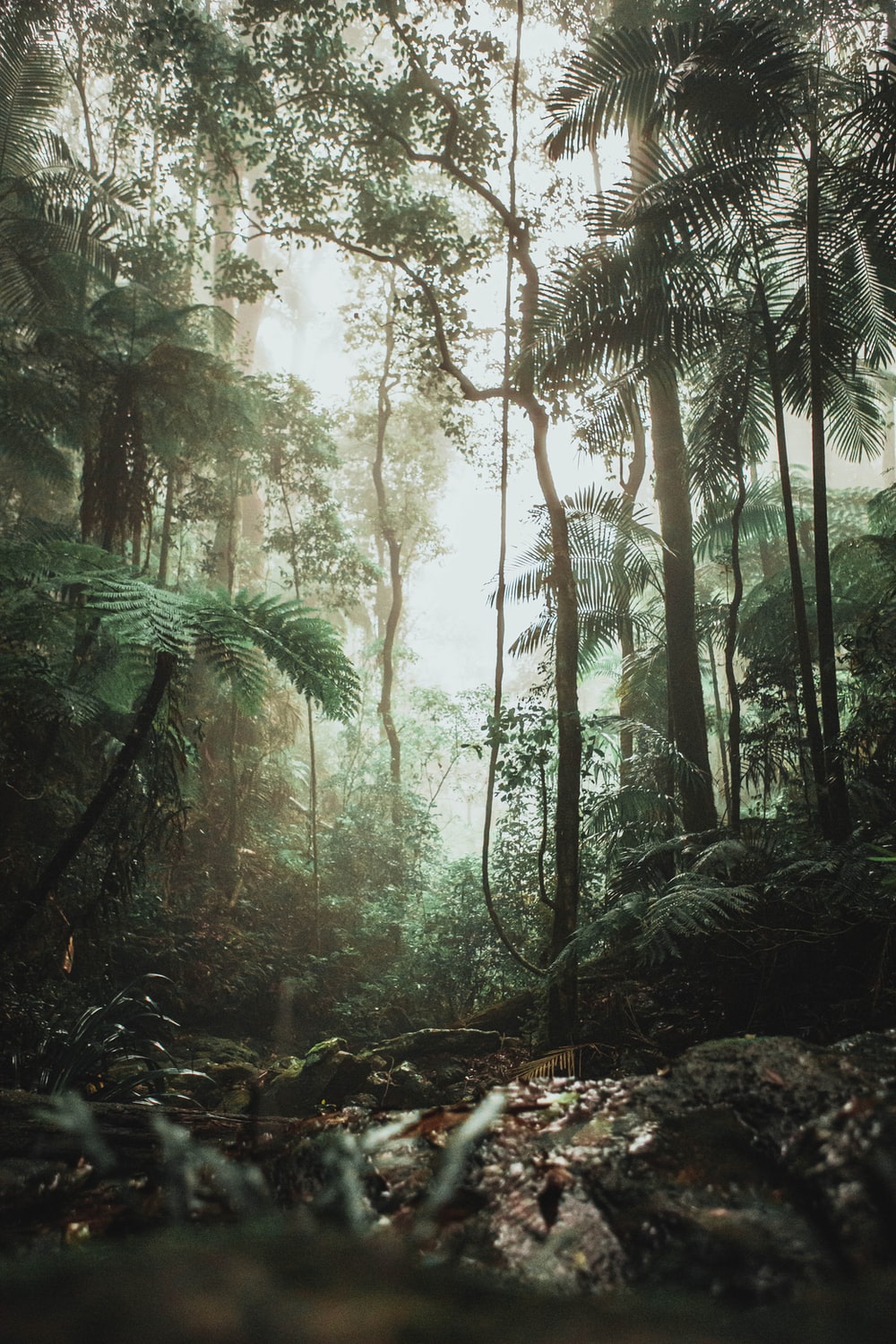 Detail Rainforest Wallpaper Hd Nomer 9