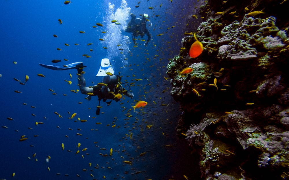 Detail Diving Wallpaper Nomer 30