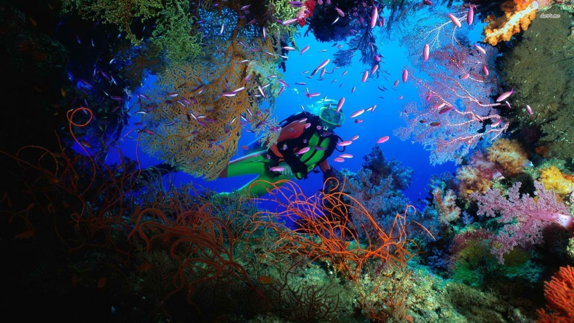 Detail Diving Wallpaper Nomer 31