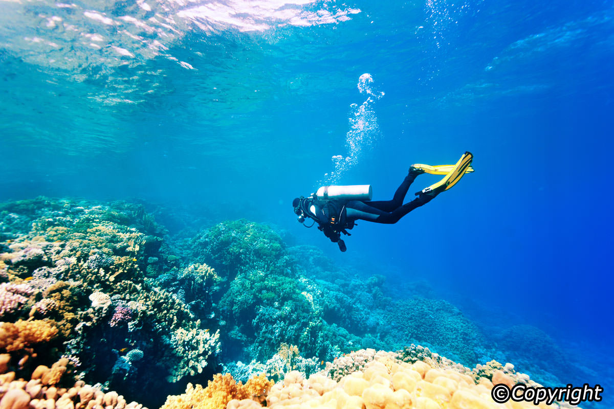 Detail Diving Wallpaper Nomer 39