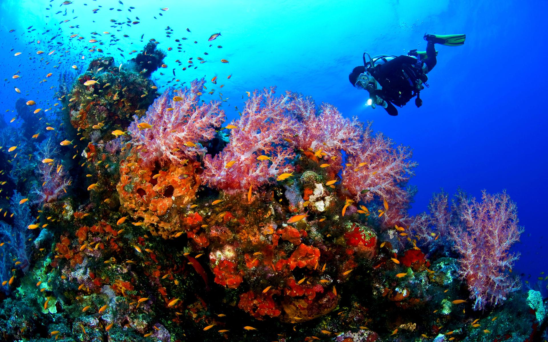Detail Diving Wallpaper Nomer 52