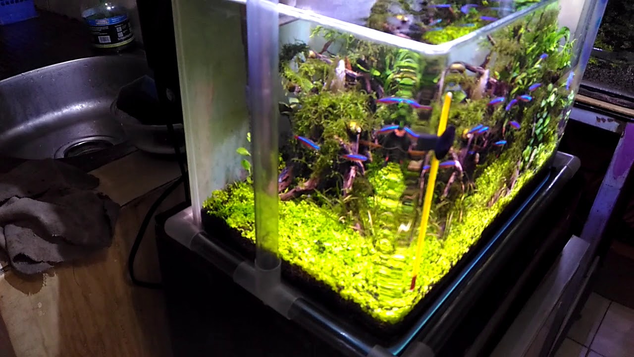 Detail Diy Lampu Aquascape Nomer 32