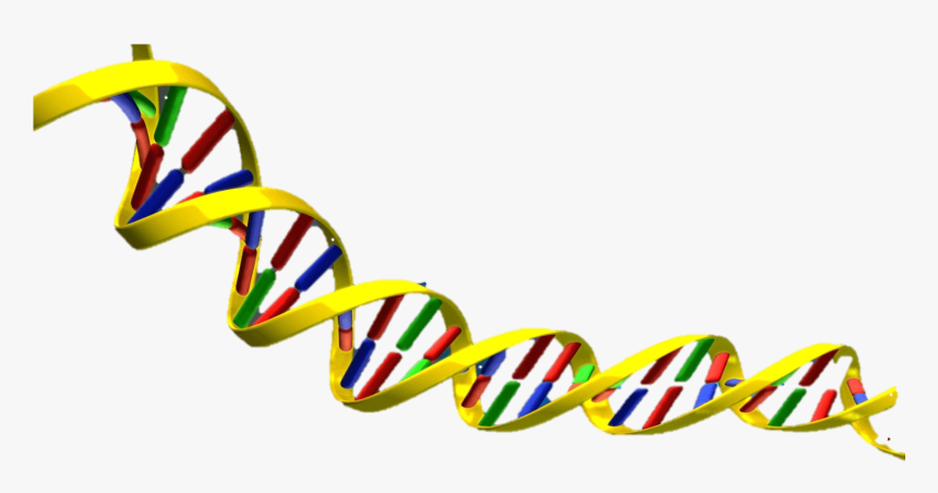Detail Dna Clear Background Nomer 39